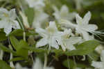 Alabama azalea